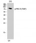 PKC δ (phospho Thr507) Polyclonal Antibody