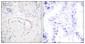 PKC ζ (phospho Thr410) Polyclonal Antibody