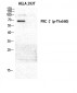 PKC ζ (phospho Thr560) Polyclonal Antibody