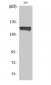 PLC γ1 (phospho Tyr783) Polyclonal Antibody