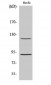 PR (phospho Ser190) Polyclonal Antibody