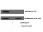 Rb (phospho Ser780) Polyclonal Antibody