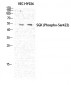 SGK1 (phospho Ser422) Polyclonal Antibody