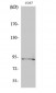 Sp1 (phospho Thr739) Polyclonal Antibody