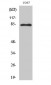 Stat1 (phospho Tyr701) Polyclonal Antibody