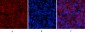 Stat1 (phospho Tyr701) Polyclonal Antibody