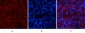 Stat1 (phospho Tyr701) Polyclonal Antibody