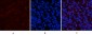 Stat1 (phospho Tyr701) Polyclonal Antibody