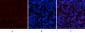 Stat1 (phospho Tyr701) Polyclonal Antibody