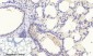 Stat1 (phospho Tyr701) Polyclonal Antibody
