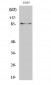 Stat3 (phospho Ser727) Polyclonal Antibody