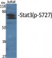 Stat3 (phospho Ser727) Polyclonal Antibody