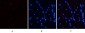 Stat3 (phospho Ser727) Polyclonal Antibody