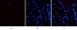 Stat3 (phospho Ser727) Polyclonal Antibody
