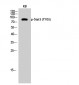 Stat3 (phospho Tyr705) Polyclonal Antibody