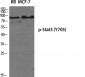 Stat3 (phospho Tyr705) Polyclonal Antibody