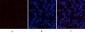 Stat3 (phospho Tyr705) Polyclonal Antibody