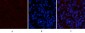 Stat3 (phospho Tyr705) Polyclonal Antibody