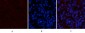 Stat3 (phospho Tyr705) Polyclonal Antibody