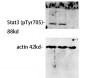 Stat3 (phospho Tyr705) Polyclonal Antibody