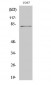 Stat4 (phospho Tyr693) Polyclonal Antibody
