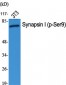 Synapsin I (phospho Ser9) Polyclonal Antibody