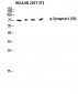 Synapsin I (phospho Ser9) Polyclonal Antibody