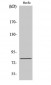 Tau (phospho Ser235) Polyclonal Antibody