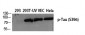 Tau (phospho Ser396) Polyclonal Antibody