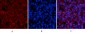 Tau (phospho Ser396) Polyclonal Antibody