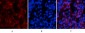Tau (phospho Ser396) Polyclonal Antibody