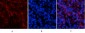 Tau (phospho Ser396) Polyclonal Antibody