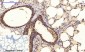 Tau (phospho Ser396) Polyclonal Antibody