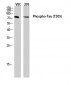 Tau (phospho Thr205) Polyclonal Antibody