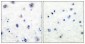 Trk B (phospho Tyr516) Polyclonal Antibody