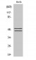 VASP (phospho Ser157) Polyclonal Antibody