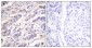 Vav (phospho Tyr174) Polyclonal Antibody