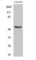 p53 (phospho Ser37) Polyclonal Antibody