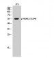 HDAC2 (phospho Ser394) Polyclonal Antibody