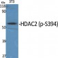 HDAC2 (phospho Ser394) Polyclonal Antibody