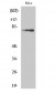 Btk (phospho Tyr223) Polyclonal Antibody