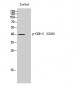 CKR-5 (phospho Ser336) Polyclonal Antibody