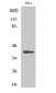 CKR-5 (phospho Ser349) Polyclonal Antibody