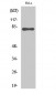 Rad17 (phospho Ser645) Polyclonal Antibody