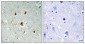 Abl1 (phospho Tyr204) Polyclonal Antibody