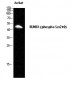 RUNX1 (phospho Ser249) Polyclonal Antibody