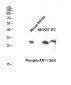 ATF-1 (phospho Ser63) Polyclonal Antibody