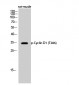 Cyclin D1 (phospho Thr286) Polyclonal Antibody