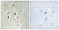 IκB-β (phospho Thr19) Polyclonal Antibody