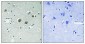 JAK2 (phospho Tyr570) Polyclonal Antibody